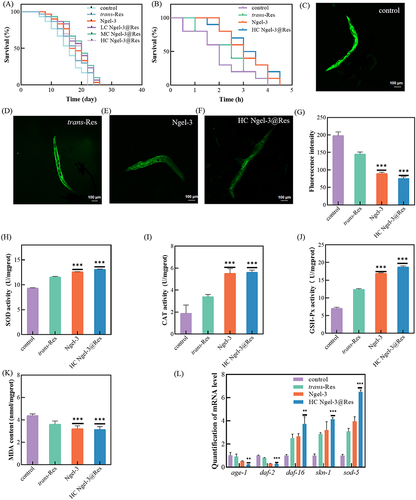 Figure 5 (A) The lifespan of C. elegans exposed to trans-Res, Ngel-3 and Ngel@Res at different concentrations. (B) The survival time of trans-Res, Ngel-3 and HC Ngel-3@Res treated C. elegans under oxidative stress. (C–F) Fluorescence images and (G) fluorescence intensity of C. elegans in (D) control group, and C. elegans treated with (D) trans-Res, (E) Ngel-3 and (F) HC Ngel-3@Res after 7 days. The activity of antioxidases such as (H) SOD, (I) CAT and (J) GSH-Px, as well as (K) the content of MDA in C. elegans incubated with trans-Res, Ngel-3 and HC Ngel-3@Res after 7 days. (L) Effect of trans-Res, Ngel-3 and HC Ngel-3@Res on gene expression levels of daf-2, age-1, daf-16, sod-5 and skn-1 in N2 nematodes by qRT-PCR. Untreated C. elegans were used as control group. *, ** and *** represent p<0.05, p<0.01 and p<0.001, respectively.