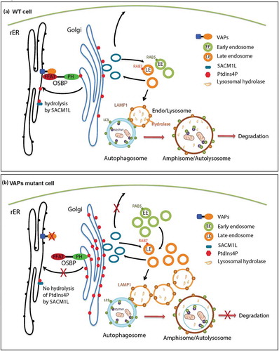 Figure 9. Model. (a) In WT cells, OSBP is localized to the Golgi through the interaction of its PH domain with PtdIns4P present on the Golgi. OSBP also interacts with the VAP proteins through a FFAT motif thereby tethering the ER to the Golgi. This membrane tethering facilitates the PtdIns4P transfer from the Golgi to the ER for hydrolysis by SACM1L. Golgi PtdIns4P mediates vesicle trafficking from the Golgi to various compartments, including the plasma membrane and endosomes. Endosomes mature to lysosomes, which play a key role in the degradation of autophagic compartments. (b) Upon loss of VAPs, OSBP is dissociated from the ER, and ER-Golgi tethering is disrupted. Therefore, hydrolysis of PtdIns4P in the ER is impaired and PtdIns4P accumulates on the Golgi. Elevated PtdIns4P levels promote endosome formation from the Golgi, resulting in an accumulation of endosomes. Expansion of the endosomal pool disrupts the degradation properties of lysosomes upon fusion by affecting lysosomal enzyme composition. This in turn impairs autophagy.