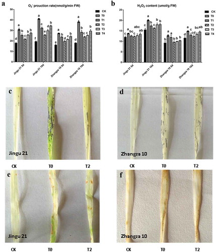 Figure 4. Effects of humic acid (HA) on the production rate of O2.ˉ and H2O2 content of the Zhangza 10 and Jingu 21 penultimate leaves under drought stress. A, the production rate of O2.ˉ; B, H2O2 contents; C and D, the histochemical staining of O2.ˉ; E and F, the histochemical staining of H2O2.