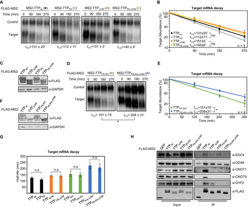 FIG 3 TTP tetraproline motifs do not enhance TTP mRNA decay activity. (A) Representative Northern blots monitoring mRNA decay of β-globin mRNA tethered to indicated MS2-TTP wild-type (wt) or mutant proteins with the tetraproline motifs mutated to serines (PS), the CIM deleted (ΔCIM), or both (PS,ΔCIM). (B) Graph quantifying three repeats of mRNA decay assays in panel A. Error bars represent standard deviation. (C) Western blots monitoring expression levels of TTP fusion proteins in panel A. (D) Same as panel A, with indicated mutant MS2-TTP fusion proteins with tetraproline motifs mutated to serines and conserved tryptophans to alanines (PS,WA), or additional deletion of the CIM (PS,WA,ΔCIM). (E) Graph quantifying four repeats of mRNA decay assays in panel D. (F) Western blots monitoring expression levels of TTP fusion proteins in panel D. (G) Bar-graph comparing half-lives of β-globin mRNA tethered to the indicated MS2-TTP fusion proteins with or without mutation in tetraproline motifs (PS). Error bars represent standard deviation from 3 or 4 experiments. (H) Western blots showing proteins co-immunoprecipitating (IP, right panels) with indicated FLAG-tagged MS2-TTP fusion proteins from HEK293T cells after treatment with RNase A, as compared with input samples (left). IP samples correspond to 2.5% of the input. *, p < 0.05; n.s., p > 0.05; Student's two-tailed t-test.