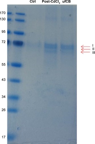 Figure 2 Immunoprecipitation of citrullinated proteins for proteomic analysis.Notes: A549 cells were left untreated (Ctrl), exposed to CdCl2/ufCB post-combustion (Post-CdCl2) or ufCB for 24 h and lysed. Cell lysates were immunoprecipitated, resolved by SDS-PAGE and visualized by Simply Blue™ SafeStain. Bands of interest, as indicated in the figure by arrows I, II and III, were excised and processed for nano-liquid chromatography-electrospray ionization.Abbreviations: Ctrl, control; CdCl2, cadmium chloridel; ufCB, ultrafine carbon black.