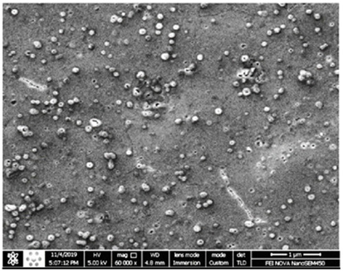 Figure 4 SEM micrographs of Cs/Alg/B NPs prepared with the optimum formulation of Cs/Alg/B NPs with variables as; Cs/Alg Mw ratio=1, stirring rate=5, pH=5.3 at preparation day. The scale bar is 1 µm.
