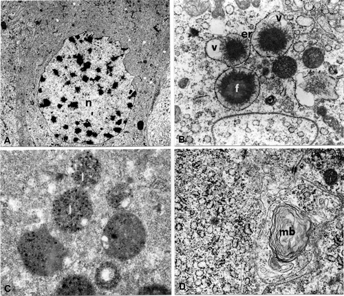 Figure 7. A. thalassinus stage 9, phase a. Epithelial cells of first type. A, Nucleus (n) with peripheral indentations (2950×). B, Rough endoplasmic reticulum (er) with dilated cisternae containing an electron dense granule (f) and electron transparent vesicles (v; 21,000×). C, Lysosomes (l; 28,500×). D, Multilamellar body (mb; 28,500×).