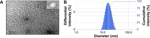 Figure 6 TEM image (×100,000) (A), and the particle size distribution (B) of DMC-PM.Note: The inset of (A) clearly illustrated a typical shell-core structure of the micelle particles.Abbreviations: TEM, transmission electron microscopy; DMC-PM, dimethoxycurcumin-loaded polymeric micelle.