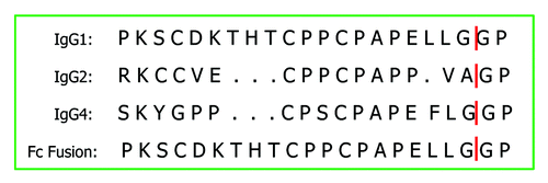 Figure 3. IgG hinge region sequence comparison. IdeS cleavage sites identified by LC-MS are indicated by vertical lines.