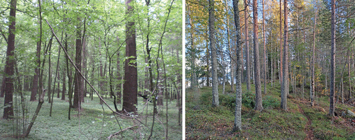 Figure 4. Mixed forest stands. Left, temperate forest in Poland (species Picea abies (L.) karst., Pinus sylvestris L., Betula pendula Roth., Quercus robur L.); right, boreal forest in Finland (species: Picea abies (L.) Karst., Pinus sylvestris L., Betula pendula Roth./B. pubesecens Ehrh). Photos: L. Finér.