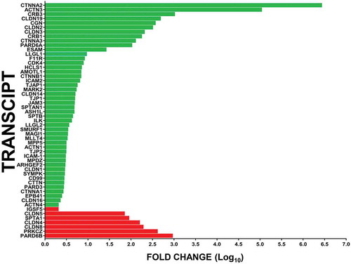 Figure 8. Effect of GDNF on human BNB tight junctional complex transcripts following serum withdrawal. Bar histograms depict the mean fold-change in specific GDNF-mediated BNB tight junction complex associated transcripts following serum withdrawal relative to basal conditions without exogenous GDNF, demonstrating the repertoire of cytoskeletal-adaptor-cell polarity-tight junction component transcript changes associated with restrictive human BNB function in vitro. Green bars represent increased expression (in descending order of magnitude) while red bars represent decreased expression (in ascending order of magnitude) for statistically significant transcripts with fold-change ≥ 2.0. Error bars are not included to improve clarity. N = 2 independent experiments in duplicate.