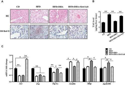 Figure 2 The effect of DHA on HFD-induced hepatic steatosis is blocked by Sirt1 knockdown. (A) Representative photomicrographs (original magnification 400×) of liver sections stained with H&E (upper panels) and Oil Red O (low panels) from all groups of mice. (B) TAG level was measured in livers from four groups of mice. (C) qPCR analysis of gene expression in liver of four groups of mice. Data are expressed as fold change compared with CD group. Values are means ± S.D. (n = 10, *p < 0.05; **p < 0.01).