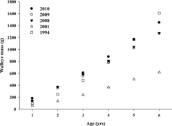 Figure 4 Mean weight (g) of age-1 through age-6 walleye collected from Lake Oahe, SD, in 1994 (open squares), 2001 (open triangles), 2008 (filled triangles), 2009 (open circles), and 2010 (filled circles).