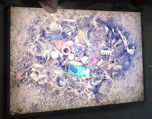 Figure 4. Photo displaying waste found in the stomach of a death albatross. Credits: Ana Maria Navas Iannini.