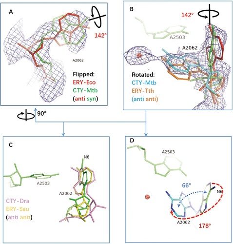 Figure 3. The structure comparison of A2062 in the ribosome complexes with CTY or ERY. (A)(B) The alternative conformations of A2062 with density map contoured at 1.5 from different views (syn-A2062 in Mtb 50S ribosome-CTY complex or CTY-Mtb ribosome complex in green, anti-A2062 in ERY-Eco complex from PDB 4V7U in red; A2062 in ERY-Tth ribosome complex from PDB 6XHX in orange, with 1 Å deviation of base comparing to the anti-A2062 in CTY-Mtb ribosome complex in cyan); (C) The A2062 structure comparison between the non-swayed conformations from different ribosomes (CTY-Dra from PDB 1J5A in pink, ERY-Asu from PDB 6S0X in yellow); (D) The A2062 rotation between two conformations (the rotation about 178°, while the plane angle of two bases is about 66°).