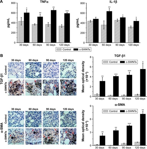 Figure 7 SWNTs stimulate production of pro-inflammatory and pro-fibrotic cytokines in rat lungs after intravenous exposure.Notes: ELISA determination of TNFα and IL-1β levels (A) in the lung tissue of the rats after intravenous injection at indicated periods. Immunohistochemical examination of TGF-β1 and α-SMA, as well as the corresponding mean optical density (B) in the rat lungs after intravenous injection at indicated periods (positive signal: brown; c-SWNT aggregations: red arrows; magnification: 100×). Data represent mean ± SEM. *P<0.05, **P<0.01, and ***P<0.001 vs control.Abbreviations: SWNTs, single-walled carbon nanotubes; ELISA, enzyme-linked immunosorbent assay; TNFα, tumor necrosis factor alpha; IL-1β, interleukin-1 beta; TGF-β1, transforming growth factor-beta 1; α-SMA, alpha smooth muscle actin; c-SWNTs, carboxylated SWNTs; SEM, standard error of the mean.