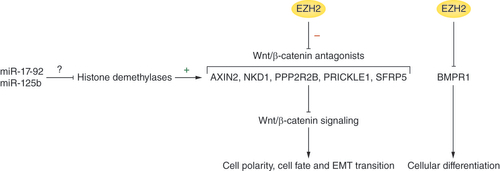 Figure 4. EZH2 and cellular dedifferentiation.EZH2 inhibits antagonists of Wnt/β-catenin signaling and BMPR1, which promotes cellular dedifferentiation. The pro-oncogenic effects of EZH2 may be enhanced by miRNAs (e.g., miR-17-92 and miR-125b) that inhibit the histone demethylases that erase histone modifications.EMT: Epithelial–mesenchymal transition.