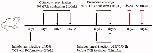 Figure 1. Flow diagram of mouse model of skin sensitization by TCE. Note: Day 1: a mixture of 50% TCE and equal FCA solution was intradermally injected into the back of mice. On days 4, 7, and 10: 100 μl of a 50% TCE solution was applied on the same area of the back (resulting in three sensitizations). On days 17 and 19: 100 μl of a 30% TCE solution was applied to the same area of the back (resulting in two challenges). The TNFα antagonist R7050 (12 mg/kg) was intraperitoneally injected into select mice 2-h before TCE treatment. Day 20: Murine cutaneous reaction scoring was assessed. Day 22: All mice were euthanized and biosamples obtained. Note: 50% TCE (TCE: olive oil: acetone = 5:2:3); 30% TCE (TCE: olive oil: acetone = 3:2:5).