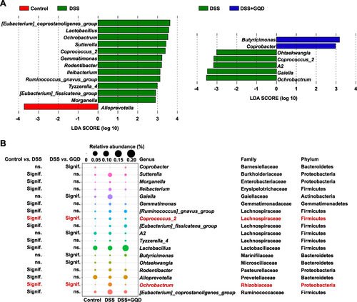 Figure 8 Differentially abundant microbes in the BALF among different groups. (A) Differentially abundant genera identified by LEfSe with a linear discriminant analysis (LDA) score (threshold ≥ 2). (B) The bubble matrix shows the average relative abundances of these genera, families, and phyla. The red font represents the bacteria that changed significantly in mice with colitis before and after GQD intervention.