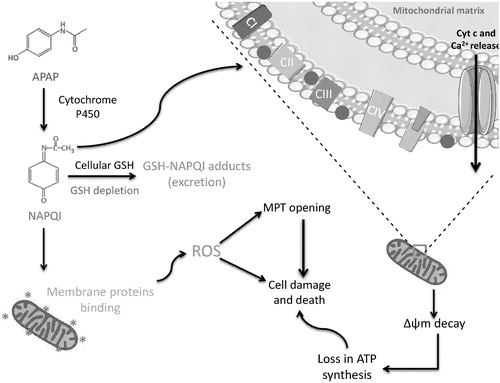 Figure 1. Graphical representation of APAP-induced toxicity. During overdose, APAP is mainly metabolized by cytochrome P450 into the reactive metabolite, NAPQI, which reacts directly with GSH, causing its depletion. As a consequence, NAPQI reacts with mitochondrial membrane proteins. Mitochondrial protein adducts formation with NAPQI causes ROS production in the mitochondria. This leads to mitochondrial deoxyribonucleic acid (DNA) damage, opening of the mitochondrial permeability transition pore (MPT) and cessation of ATP production. In addition, there is translocation of the membrane protein BAX, which combines with Bak within the outer mitochondrial membrane to form pores and allow the release of intermembrane proteins such as cytochrome c. The release of mitochondrial proteins and cessation of ATP production together leads to cell death. ATP, adenosine triphosphate; Ca2+, calcium cation; CI, NADH:ubiquinone oxidoreductase; CII, succinate dehydrogenase; CIII, coenzyme Q: cytochrome c-oxidoreductase; CIV, cytochrome c oxidase; Cyt c, cytochrome c; GSH, glutathione; MPT, permeability transition pore; ROS, reactive oxygen species; Δψm, mitochondrial membrane potential.
