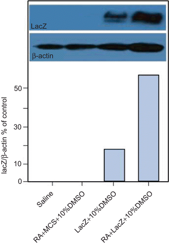 Figure 3.  Western blot analysis of β-galactosidase in skin of ear in vivo.