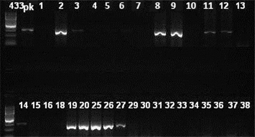 Figure 1. Agarose gel imaging of amplified lukS/F-PV gene. Lane pk is positive control. DNA fragments of 433 bp (isolates 2, 3, 8, 9, 11, 12, 14, 19, 20, 25, 26 and 27) were considered positive.