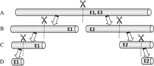 Figure 3. Schematic of the examination process to determine the effects of differing lengths of a straw segment on its mass per unit length. (A) The mass per unit length of a full-length straw was first determined independently by two examiners (represented by “E1” and “E2” in the above). The straw was then cut into two halves, from which the mass per unit length of the (B) half-length, (C) quarter-length, and (D) 1.5 cm long segments were consecutively determined.