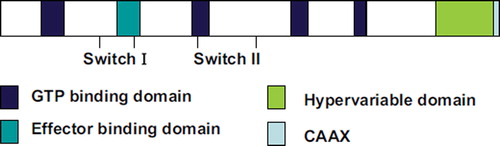 Figure 2. Functional motifs of the RAS proteins. A schematic representation of the location of functional motifs, which are very similar in the 4 RAS proteins, is shown using a linear diagram of the RAS polypeptides. This shows the positions of the GTP-binding domains, the two Switch regions (Switch I and Switch II, between the downward projecting marks), the Effector-binding domain, the Hypervariable domain and the C-terminal CAAX box.