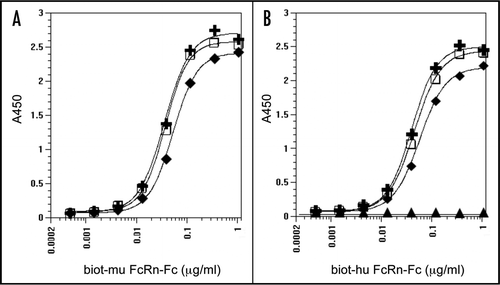 Figure 9 Binding of BsAbs to neonatal Fc receptor. Binding of various concentrations of biotinylated FcRn-Fc to fixed concentrations of immobilized N-BsAb-SS/GS4 BsAb (+), N-BSAb-SS/GS4 BsAb (□), hIgG1 (◆) and mIgG1 (▴) in an ELISA assay. Receptor complexes were washed with PBS, pH 6, detected by incubating with streptavidin-HRP conjugate and developed with peroxidase substrate. Plates were read at 450 nm. (A) mouse FcRn-Fc; and (B) human FcRn-Fc.
