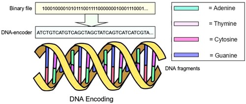 Figure 5. Illustration of DNA Encoding.