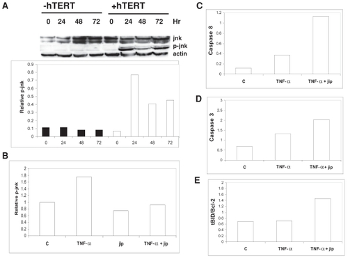 Figure 6 Telomerase-mediated anti-apoptosis is jnk-dependent.(A) IOSE cells transfected ± hTERT cDNA were treated with 1 ng/ml TNF-α and analyzed by Western immunoblot for p-jnk and jnk. Densitometric analysis of Western blots for the levels of p-jnk is provided in graphical representation below the Western immunoblot. IOSE cells, transfected with hTERT cDNA ± jip cDNA, were treated with 1 ng/ml TNF-α for 24 hours and analyzed by Western immunoblot for p-jnk (B), cleaved caspase 8 (C), cleaved caspase 3 (D), and levels of tBID/Bcl-2 (E). The results are presented as densitometric analyses of Western blots in graphical presentation. Actin served as a loading control for all Western immunoblots.