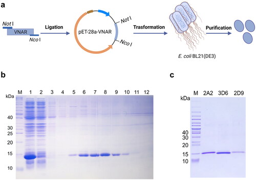 Figure 3. Expression and purification of anti-HpaA VNARs. (a) Schematic diagram of VNAR produced in E. coli BL21(DE3) strain. (b) SDS-PAGE analysis of expression and purification of VNAR. Lane M: protein marker, Lane 1: supernatant of the bacteria lysate, Lane 2: penetrating liquid, Lane 3-5: washing buffer with 20, 50, and 75 mM imidazole, and Lane 6-10: elution buffer with 100, 150, 200, 250, 300 mM imidazole; (c) SDS-PAGE analysis of the molecular weight of anti-HpaA VNAR purification.