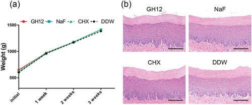 Figure 4. Biocompatibility of GH12 in vivo. (a) Weight gains of rats during the three-week treatment as noted. The data represent the total weight of 12 rats in each group. (b) histopathology of oral mucosa in rats after treatment. Scale = 100 μm.