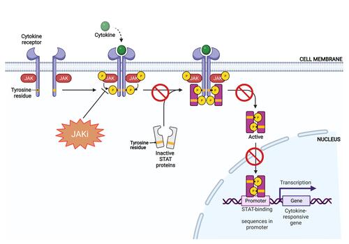 Figure 2 Role of JAKis in the JAK-STAT pathway.