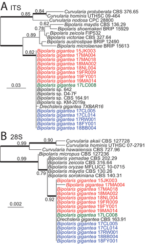 Figure 6. Maximum likelihood trees inferred from aligned sequences of ITS (A) and partial 28S (B) rDNA. Sequences from isolates identified in this study as Bipolaris gigantea or previously identified as Drechslera gigantea grouped together in a clade within Bipolaris. A. Phylogeny inferred from ITS sequences (SUPPLEMENTARY FILE 2). B. Phylogeny inferred from 28S D1–D2 domain sequences (SUPPLEMENTARY FILE 3). Isolates of B. gigantea are listed in red, green, or blue text as they are in FIGS. 7 and 8. Numbers on branches indicate aLRT support, and heavy lines indicate >98% Bayesian posterior probability. Scale bars are estimated substitutions/site.