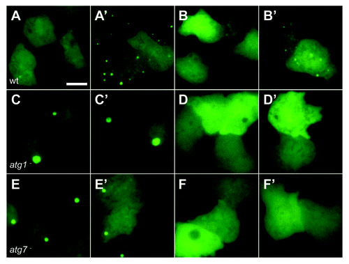 Figure 2. Autophagy is induced by mechanical stress. Images of (A and B) wild-type (DH1) cells, (C and D) atg1-null and (E and F) atg7-null Dictyostelium cells expressing either (A, C and E) GFP-Atg8, or (B,D and F) GFP-Atg18. Cells were compressed under 1.15 kPa and images taken either 2 min (A–F) or 10 min (A’–F’) after compression. Bar indicates 10 μm.