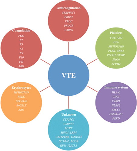 Figure 2. Confirmed genes linked to venous thromboembolism (VTE) in family studies [Citation23–25] or genome wide association studies [Citation43,Citation44] grouped according to potential relation to VTE, i.e. anticoagulation, coagulation, platelets, erythrocytes, immune system, and unknown