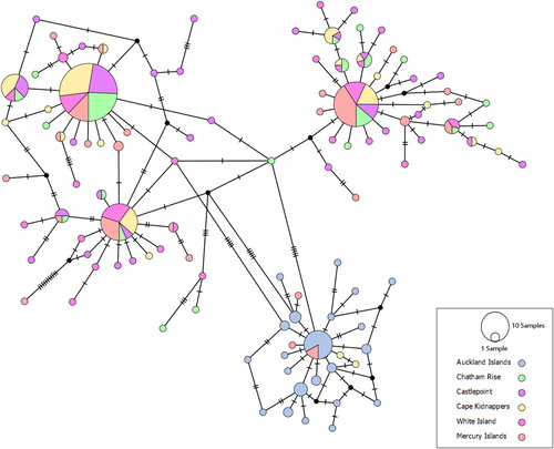 Figure 3. Median-joining haplotype network of 321 partial NZ scampi CO1 sequences. Each hatch mark represents one mutational step, while small black circles represent hypothetical unsampled haplotypes.