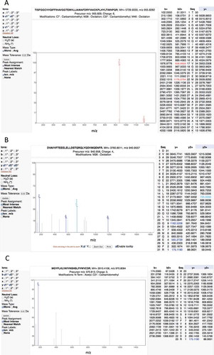 Figure 4. Examples of the many poor spectra from the Kim analysis. (A) One of the two very poor spectra used to identify peptide TISFGGCVVQIFFIHAVGGTEMVLLIAMAFDRYVAICKPLHYLTIMNPQR for gene OR4F6. The Mascot scores of the two matches are very low, 3.22 and 2.57, only a handful of ions are properly identified. (B) A very poor spectrum for the peptide DVAVVFTEEELELLDSTQRQLYQDVMQENFR, which is the only peptide that identifies gene ZNF229. Only the y-series is shown for this +4 charge spectrum, very few y-series ions are identified. (C) A very poor spectrum for peptide MGYFLKLYAYVNSHSLFVWVCDR, which is used to identify EBLN2. Here just a single ion is identified. It is worth noting that this peptide is supposed to have both an N-terminal acetylation. All these spectra are from the Human Proteome Map from the Kim analysis.