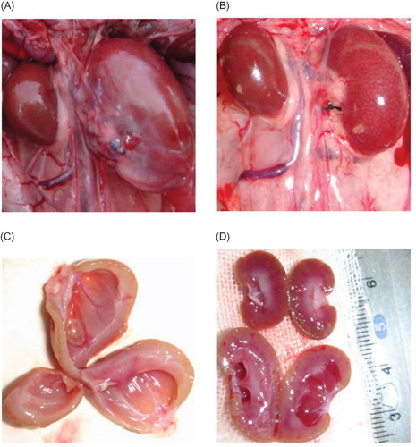 Figure 6. Gross anatomy of kidney. (A) Left kidney of negative control group was significantly enlarged. (B) left kidney of silence group was significantly smaller than that of control group. (C) Kidneys in negative control group showed obviously thinner renal parenchyma, dilated renal pelvis, compressed papilla and flattened and blunt fornix papilla. (D) Left kidney of silence group appeared thicker renal parenchyma, alleviated renal pelvis dilation in contrast with that of negative control group (the upper organ is right kidney in silence group, the lower one is left kidney in silence group).