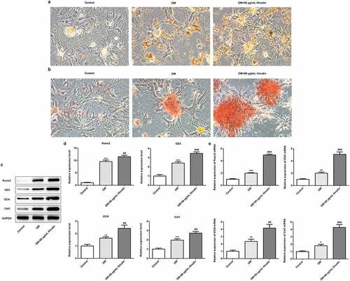 Figure 2. Hirudin treatment increased ALP activity of HBMSCs and red coloration of alizarin. (a) The capacity of osteogenic differentiation of HBMSCs treated for 48 h by Hirudin was evaluated by ALP staining and a bar graph is a statistical analysis of the image. (b) The capacity of mineralization of HBMSCs treated for 48 h by Hirudin was determined by alizarin red staining and a bar graph is a statistical analysis of the image. (c) The protein levels of osteoblast-specific markers, including Runx2, osterix (OSX), osteocalcin (OCN), and collagen1 (Col1), were quantified by Western blotting and quantification (d). (e) The relative mRNA levels of Runx2, OSX, OCN and Col1 were quantified by qRT-PCR. Error bars represent the mean ± SD from three independent experiments. **P < 0.01, ***P < 0.001 vs. Control. ##P < 0.01, ###P < 0.001 vs. OM.