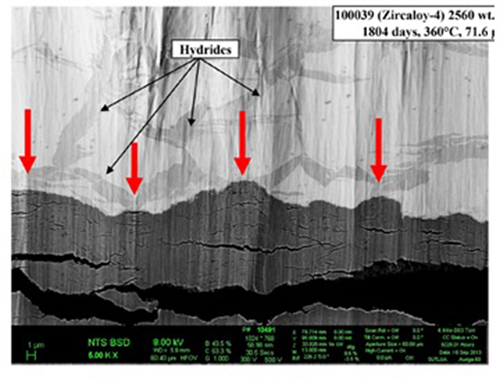 Figure 20. SEM micrograph of Zircaloy-4 sample 100,039 corroded for 1804 days at 360°C (71.6 mm). The oxide growth was accelerated along locations of hydrides, as highlighted with red arrows, from [Citation131].