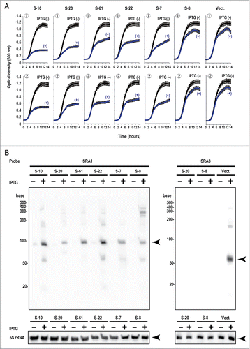 Figure 2. Expression of artificial sRNAs that inhibit E. coli growth. (A) Six examples of changes in E. coli growth induced by artificial sRNAs (S-10, −20, −61, −22, −7, and −8) or the empty vector pET-28DEL (Vect.). Single colonies of E. coli containing each plasmid were used to inoculate 200 μl aliquots of LB medium in 96-well plates, which were incubated at 37°C without IPTG (−) or with 40 μM IPTG (+). Cell growth was monitored by scanning the optical density at 600 nm (OD600). Data were obtained from 2 separate experiments, and the means and standard deviations of 3 cultures were calculated. (B) Northern blotting analysis of artificial sRNA expression in E. coli. E. coli containing each plasmid was grown at 37°C. After overnight incubation, the culture was diluted to OD600 = 0.3 with fresh LB medium containing 30 μg/ml kanamycin and then cultured at 37°C for 1 h. The expression of the artificial sRNAs was induced with 40 μM IPTG at 37°C. E. coli was also cultured at 37°C for 1 h without IPTG (−), as the control. The SRA1 probe was used to detect artificial sRNA and the SRA3 probe was used to detect the vector-derived sRNA (see Fig. 1 and Table S1). The arrowheads indicate the positions of the major transcripts. 5S rRNA was used as the loading control.