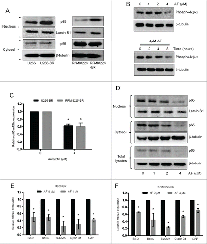 Figure 7. TrxR1 inhibition suppresses NF-кβ signaling pathway in bortezomib-resistant myeloma cells. (A) NF-кβ subunit p65 protein levels were analyzed in the nuclear and cytosolic fractions of parent and bortezomib-resistant (BR) U266 and RPMI8226 cells by western blot analysis. (B) U266-BR cells were treated with the indicated concentrations of AF for 24 hours and with 4 μM AF for the indicated time periods. Expression of phospho-Iкβα was analyzed by western blot analysis. (C) NF-кβ p65 mRNA expression in U266-BR and RPMI8226-BR cells treated with or without 4 μM AF for 24 hours was analyzed by real time-qPCR (RT-qPCR). NF-кβ p65 mRNA expression was normalized against L32 housekeeping gene. (D) U266-BR cells were treated with AF (0–4 μM) for 24 hours. Nuclear, cytosolic, and total cell extracts were prepared and p65 protein levels were analyzed by western blot analysis. Lamin B1 and β-tubulin were used as loading controls for nuclear and cytosolic fractions, respectively. Western blots are the representative of 3 independent experiments. (E, F) U266-BR (E) and RPMI8226-BR (F) cells were treated with or without 4 μM AF for 24 hours. Expression of indicated NF-кβ-regulated genes was analyzed by RT-qPCR and normalized against L32. Values indicate mean ± SEM (n = 3). Unpaired student t test was employed. *, P < 0.05.