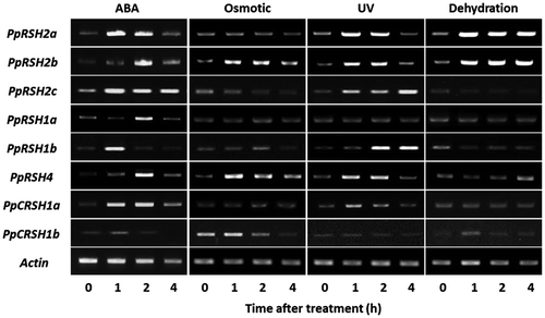 Fig. 7. Expression analysis of PpRSHs in P. patens.Notes: The cDNA was prepared from the total RNA extracted from the protonema of P. patens grown on BCDATG agar with or without treatment of ABA, osmotic stress, UV irradiation, or dehydration. The PCR was conducted using each cDNA as the template. The PCR products were analyzed by gel electrophoresis and were visualized by staining with ethidium bromide.