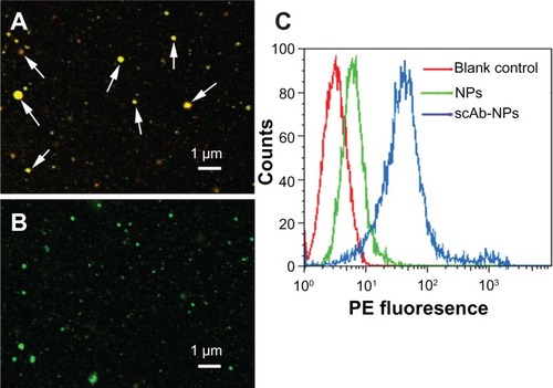 Figure 2 Determination of scAb on the nanoparticle surface. Confocal microscopic images of coumarin(green)-loaded scAb-PLGA-SPIO/coumarin (A) and PLGA-SPIO/coumarin (B) incubated with PE(red)-labeled secondary antibodies. The merged fluorescence indicated by the arrows demonstrates that scAb was successfully conjugated to the nanoparticle surface. (C) A significant shift of PE fluorescence intensity could be observed for scAb-PLGA-SPIO/docetaxel (scAb-NPs) in comparison with blank control and PLGA-SPIO/docetaxel NPs, indicating the presence of scAb on the nanoparticle surface.Abbreviations: NPs, nanoparticles; PLGA, poly(D,L-lactic-co-glycolic acid); SPIO, superparamagnetic iron oxide; PE, phycoerythrin.