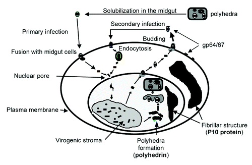 Figure 1. Baculovirus replication. During the very late stage of replication, two non-essential genes the polyhedrin (PH) and P10 are transcribed at a very high level. Polyhedrin is responsible for the formation of the polyhedra structure in which the virions are embedded. The involvement of P10 remains unclear, but it is generally assumed that it plays a role in cell lysis. These characteristics are the basis for the development of baculovirus as an expression vector.