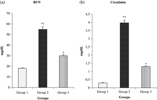 Figure 1. Effect of L-arg on (a) serum creatinine and (b) blood urea nitrogen (BUN) in rats exposed to renal I/R. Values expressed as mean ± SEM. *p < 0.05 as compared to group 1; †p < 0.05 as compared to group 3.