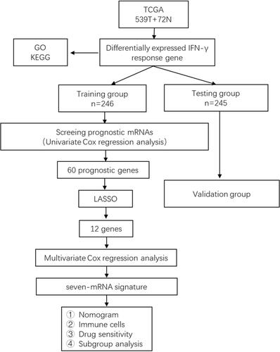 Figure 1 The flow chart for constructing and verifying the 8-mRNA signature. Differentially expressed IFN-γresponse genes were screened from ccRCC samples and normal renal tissue samples from TCGA database. The samples included in the following study were randomly divided into training group and testing group at a ratio of 1:1. Univariate Cox regression, LASSO and multivariate Cox regression were used for the training group to construct the 8-mRNA signature for the training group. And the testing group was used to test the stability of the model.