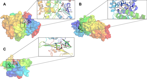 Figure 9 Binding pattern of rosmarinic acid to AKT1 protease(A), ALB protease(B), and SRC protease(C). (A) Binding pattern of rosmarinic acid to AKT1. (B) Binding pattern of rosmarinic acid to ALB. (C) Binding pattern of rosmarinic acid to SRC.