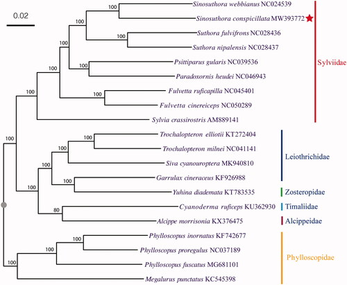 Figure 1. Bayes tree of the 20 species in Phylloscopidae, Alcippeidae, Timaliidae, Zosteropidae, Leiothrichidae and Sylviidae, based on the complete mitochondrial genome sequences, with the accession number indicated after scientific name.