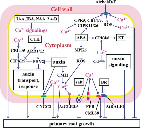 Figure 2. Mechansims for cytosolic Ca2+ modulating PR growth. Cytosolic Ca2+ signalings regulate and mediate the signalings of auxin, CTK, BR, ABA, ET, and Cd and salt stress to affect PR development. Ca2+ regulates CBL4/5 and CIPK25, influencing auxin transport and response, and promoting PR growth. CTK inhibits CIPK25, dampening PR elongation. Ca2+ elevations regulated by CNGC2 and AtrbohD/F suppress PR growth. ABA activates CPK4/6, further promotes ET biosynthesis, inhibiting PR growth. ABA activates MPK6, leading to the reduction of ROS and Ca2+ levels and shortened roots. CMI1- and AtGLR3.6-impacted increases of Ca2+ facilitate PR growth. FER-modulated Ca2+ inhibits salt-caused damage of cell-wall integrity, and positively impacts root growth. Ca2+-activated CML38 antagonizes AtRALF1, which interferes with BR signaling, modulating PR elongation. Ca2+ attenuates Cd stress-induced disorder of auxin signaling, facilitating PR growth. Different auxinic compounds like IAA, IBA, NAA and 2,4-D elicit distinct Ca2+ signalings, favoring PR development. Arrows show positive regulation, and bars indicate negative regulation. The dashed line means uncharacterized regulation. The circle with a cross in it reveals damage of cell-wall integrity.