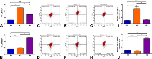 Figure 2 The identified results of identified M1- and M2-polarized macrophages by flow cytometry and qPCR technology. (A) The percentages of CD86+ cells in M0, M1, and M2 parent cells; (B) The percentages of CD206+ cells in M0, M1, and M2 parent cells; (C, E and G) A flow cytometry chart of CD86-expressing cells in M0, M1, and M2 parent cells; (D, F and H) A flow cytometry chart of CD206-expressing cells in M0, M1, and M2 parent cells; (I) Relative INOS mRNA expression level (2−ΔΔCT value) in M0, M1, and M2 parent cells; (J) Relative ARG-1 mRNA expression level (2−ΔΔCT value) in M0, M1, and M2 parent cells. The data shown are individual values with the mean ± SEM; n = 3. *P < 0.05 significantly different from the control group; n.s. No significant difference from the control group. One-way analysis of variance, Tukey’s multiple comparison tests.