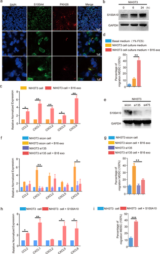 Figure 4. The S100A10 of lung fibroblasts activates CXCL1/CXCL8 expression and increases the migration of myeloid lineage via B16/F10-derived exosome induction.